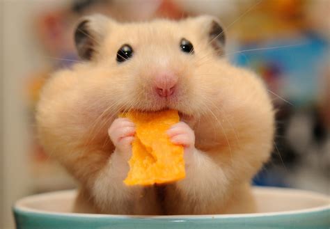 hình ảnh chuột hamster siêu cute và dễ thương nhất