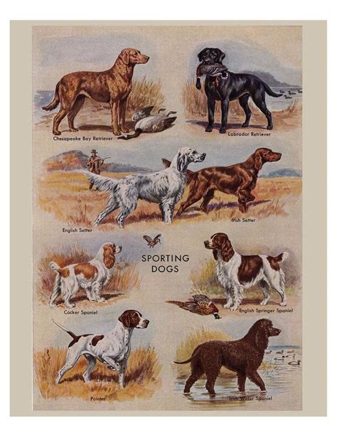 Vintage Dog Prints From The 1950s Five Printable Etsy Animals And