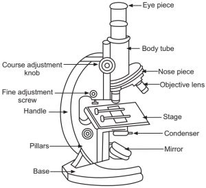 Discover Compound Microscope Sketch Diagram Seven Edu Vn
