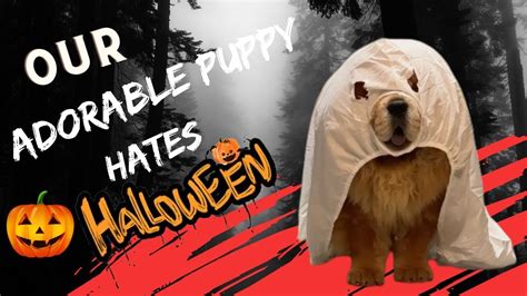 Adorable Puppy Hates Halloween Youtube