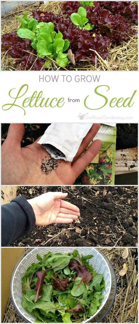 This Step By Step Guide For Planting Lettuce Seeds Shows You Exactly