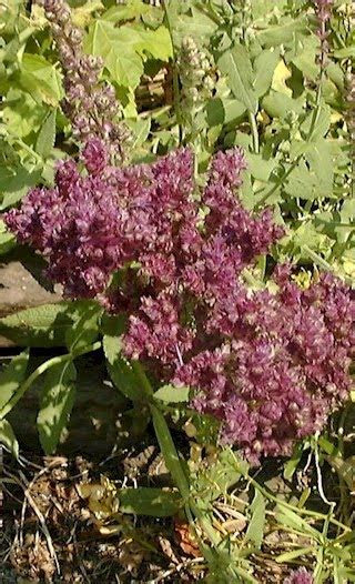 Check spelling or type a new query. olderrose: September 2010