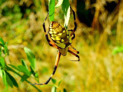 Golden Orb Weaver.