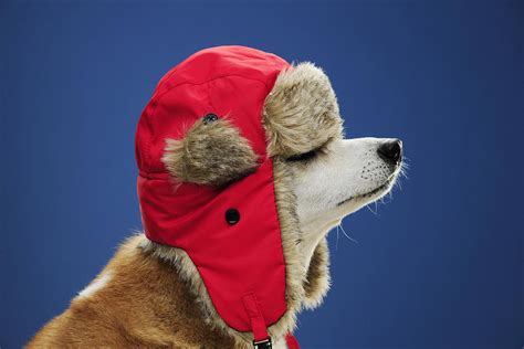 Dog Wearing His Winter Hat Photograph By Chris Stein