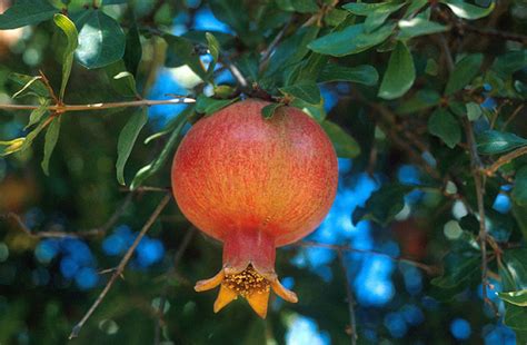 Russian Giant Pomegranate Tree Marthas Secrets