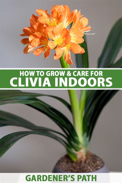 How To Grow And Care For Clivia Houseplants Gardeners Path