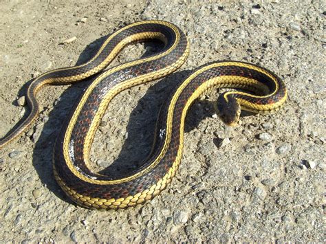 Iowa Reptiles A Large Eastern Garter Snake