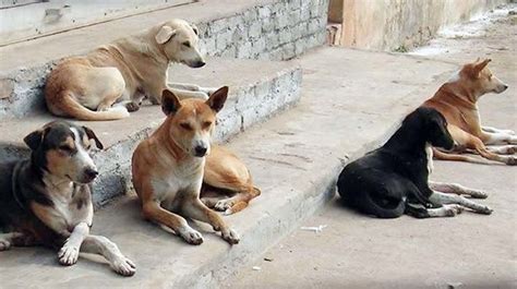 Mumbai Stray Dogs Get A Brand New Home In Tatas Iconic Bombay House