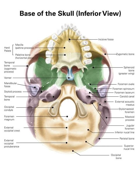 Colored Base Of Human Skull Inferior View With Labels Poster Print
