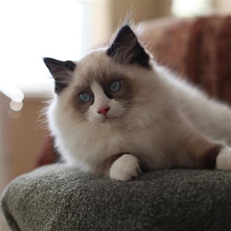 Ragdoll Cat Available 3 Months Old In Hamilton Creek