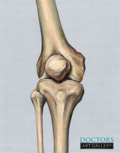 Knee Joint Leg Patella Femur Tibia Fibula Bone Osteology Human Etsyde