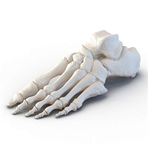 Human Foot Bones 3d Model