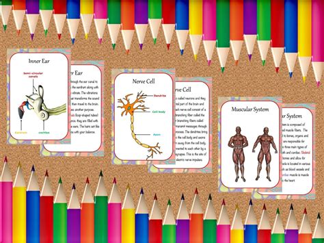 Anatomy Printable Flashcards Anatomy For Homeschool And Etsy Canada