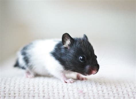 Black Banded Sh Syrian Hamster Baby Flickr Photo Sharing