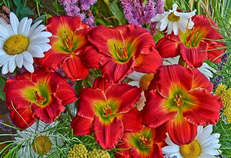 Top 10 Daylily Delights For Butterflies And Hummingbirds Birds And Blooms