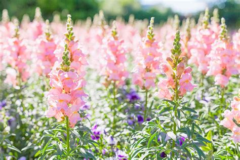 Gardeners Guide On How To Grow Antirrhinum Snapdragons Thearches