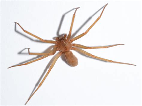 Common Spiders You Can Find In Singapore