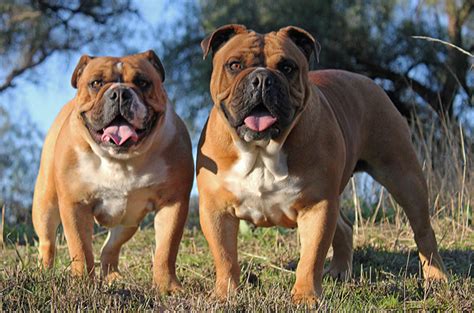 Good care and being proactive with health issues aid his longevity. Australian Bulldog Breed Information and Pictures - PetGuide