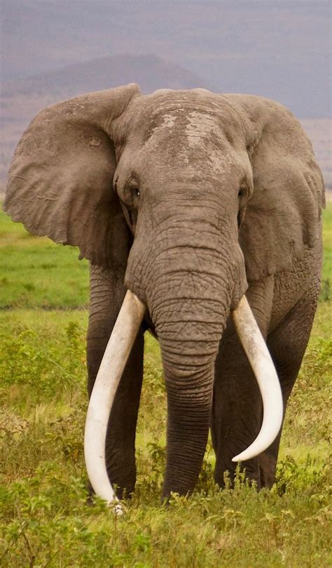 An Elephant With Enormous Tusks About Wild Animals