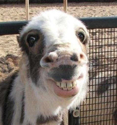 71 Of The Most Hilarious Derpy Animal Faces