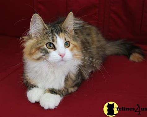 Norwegian Forest Cat Cat For Sale Sangha Sedona 14 Yrs And 9 Mths Old
