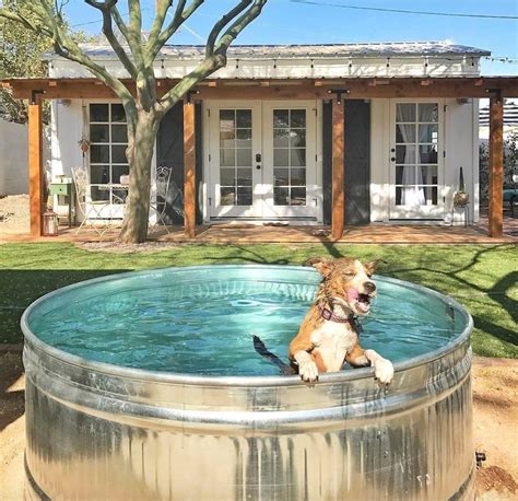 A relieved pup escapes the sun by taking a dip at Reset West, a Tempe