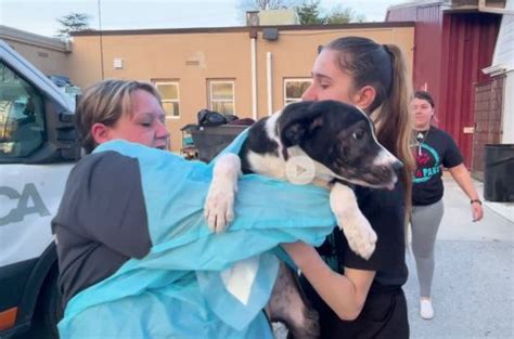 13 Dogs Rescued From Tornado Devastation Come To West Chester Seeking
