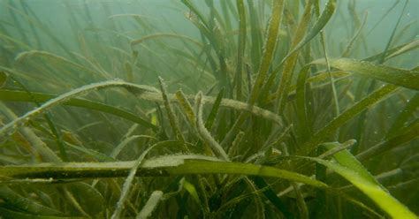 Seagrasses Nurture A Rich Underwater Biodiversity