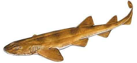 Brown Shyshark Haploblepharus Fuscus — Shark Research Institute