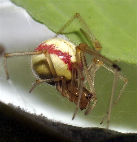 Enoplognatha July19 2010 Pale Yellow Spider With Red Strip Flickr