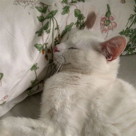 A White Cat Laying On Top Of A Bed Next To Pillows