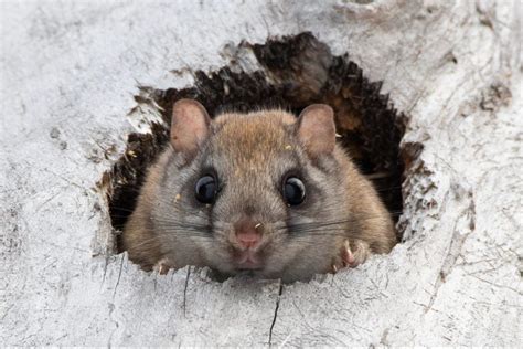 Flying Squirrels Pushing Northern Cousins Out As Climate Warms