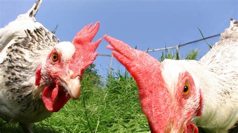 Verhaltensbiologie Von Wegen Dummes Huhn Hühner Können Zählen Und Führen Sich Für Sex