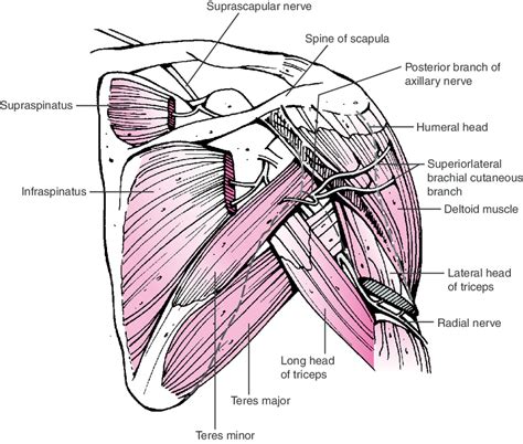 13 A Posterior View Of The Course Of The Suprascapular Nerve And