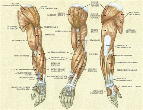 Anatomy Of The Human Arm Anatomy Drawing Diagram Images And Photos Finder