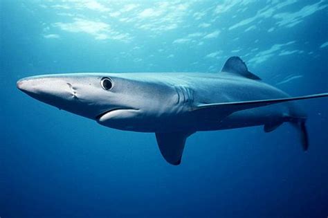 Requiem Shark Wikipedia