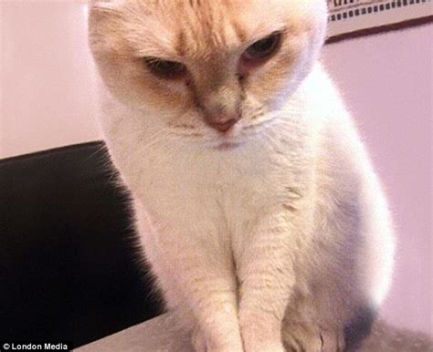 The Cats Squeeze Themselves Into The Most Unbelievable Spaces Daily Mail Online