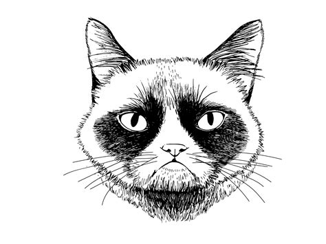 Hand Drawn Grumpy Cat Illustration By Daria On Dribbble