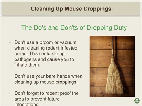Tips For Cleaning Up Mouse Droppings