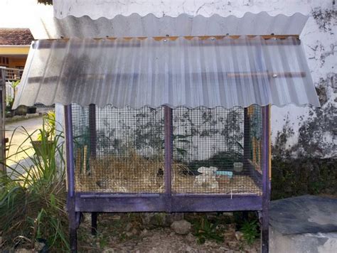 Satu paket kandang kotak tersebut sudah tersedia tempat makan, tempat minum, dan tempat tangkringan burung. Burung Branjangan - Kandang Penangkaran Burung Branjangan ...