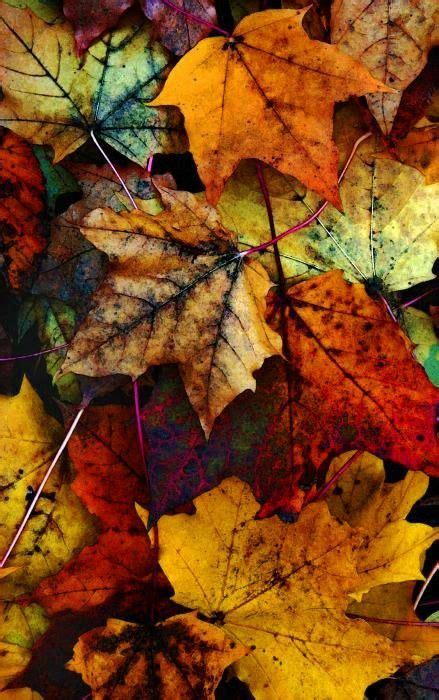 23 Best Autumn Wallpapers Images On Pinterest Nature Autumn Leaves