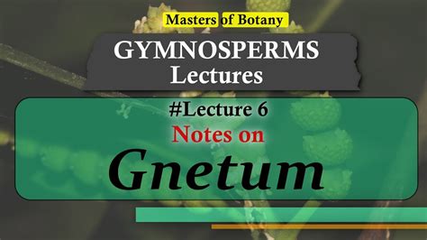 Lecture Gnetum General Features Life Cycle Gymnosperm Lecture