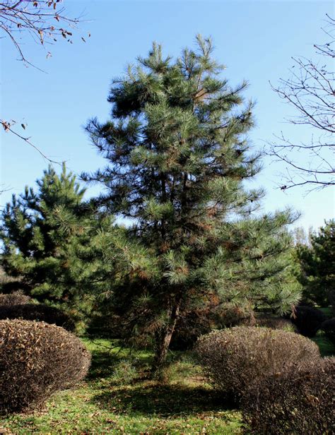 Pinus Tabuliformis Изображение особи Плантариум