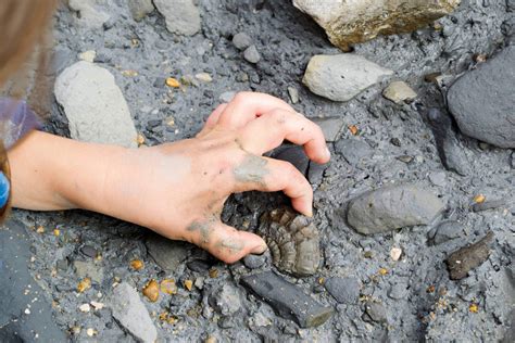 Fossil Hunting in Lyme Regis: Where Dinos Dwell