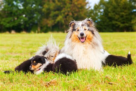 Er wurde 1910 als welpe gekauft und am 14. Sterilisation bei Hunden - Hundemagazin