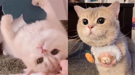 Cute Cats Talktive Daily Cash And Euro Tiktok Compilation Meowcash