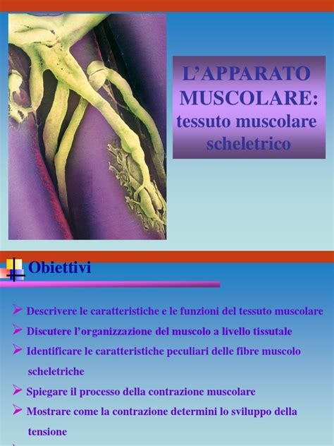 Potenziale D Azione Muscolo Scheletrico - 01 Muscolo scheletrico