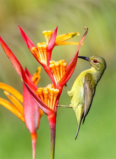 Top 25 Wild Bird Photographs Of The Week Flowers Laptrinhx News