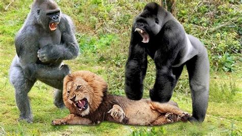 Both lions and gorillas can weigh an impressive 300 to 500 pounds however, their females weigh around half this size. Lion VS Gorilla - Gorilla VS Lion - Blondi Foks - YouTube