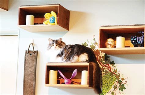 Keen To ‘catify Your Home Cat Experts Offer Ideas Tips The Market